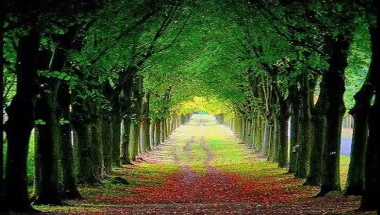 MUZAFFER GÜRLER - SEYDA  DELALE