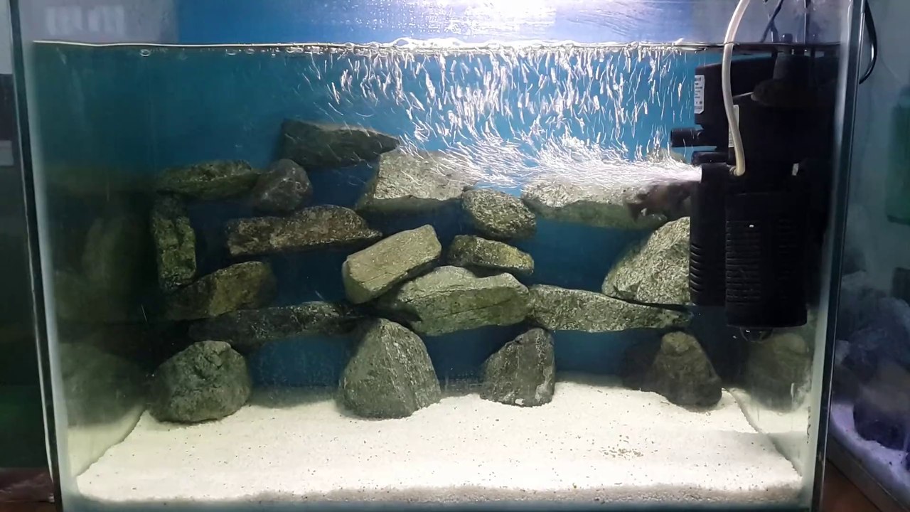 Tropheus Bemba Akvaryumum