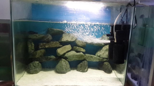 Yunus ciklet tropheus bemba ve ahli ciklet