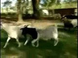 Chèvres débiles