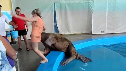 Big Sea Lion loves girls! ahahah