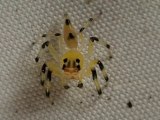 Araignée sauteuse transparente;.. Flippant!