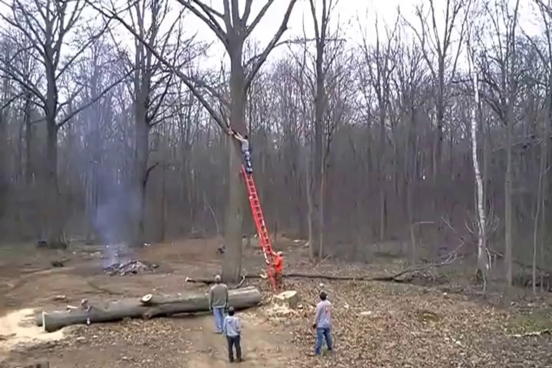 Amazing FAIL trying to cut a tree! ejected from the lader!