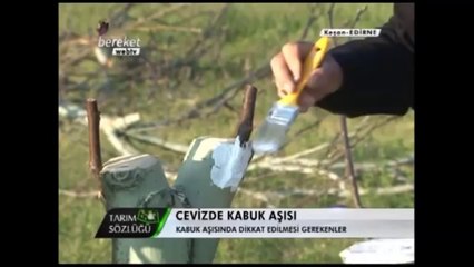 Ceviz Aşılaması (Kabuk Aşısı) 4.Bölüm (1)