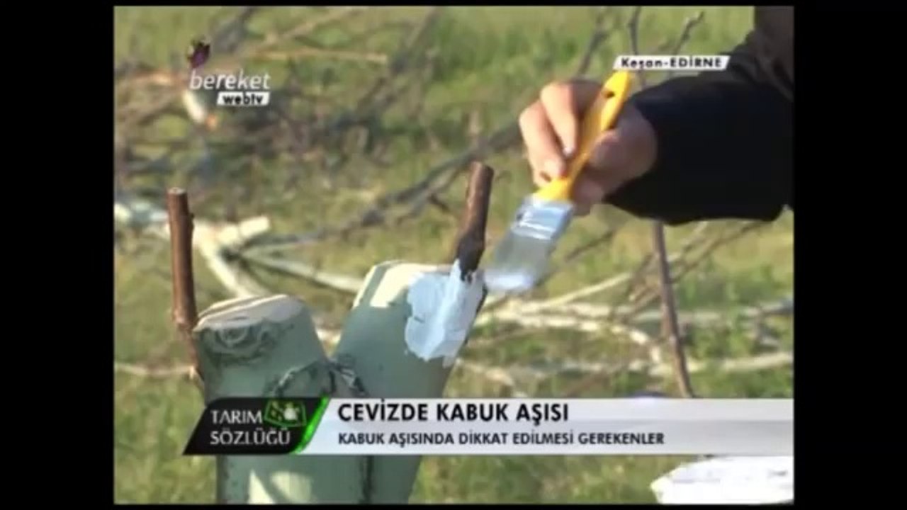 Ceviz Aşılaması (Kabuk Aşısı) 4.Bölüm (1)