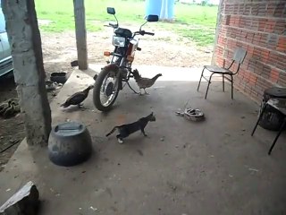 Korkudan Feleği Şaşan Kedi