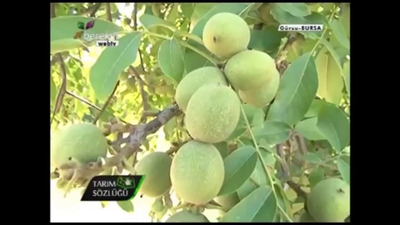 Ceviz Aşılaması (Kabuk Aşısı) 7.Bölüm