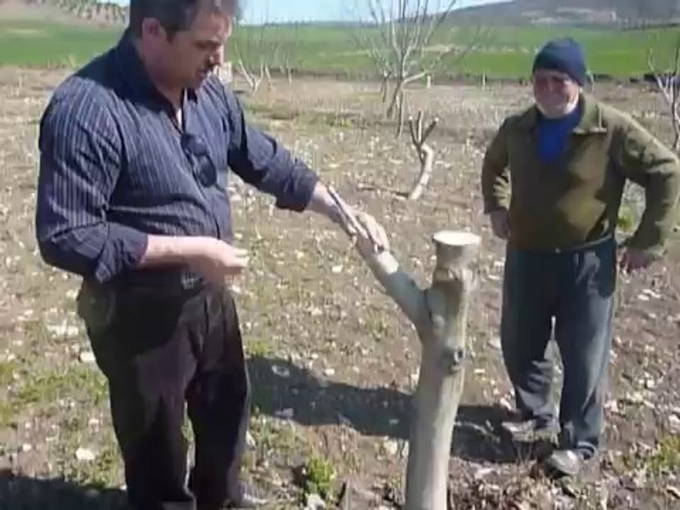 EZER FİDANCILIK CEVİZ AGACINDA ÇEŞİT DEĞİŞTİRME