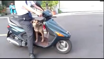 Motora böyle binen bir köpeği daha görmediniz.