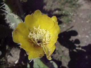 Une abeille  butinant avec entêtement sur une fleur de figuier de barbarie.نحلة ترعى فوق زهرة تين شوكي