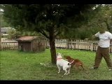 Dog fights - pitbull attacks(2)