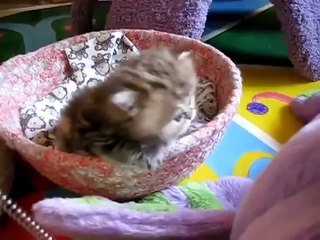Funny Cats - Sweet Kittens - CUTE Video EVER!