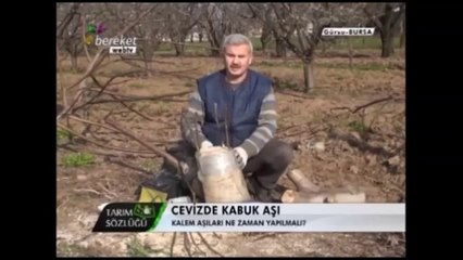 Ceviz Aşılaması (Kabuk Aşısı) 10.Bölüm