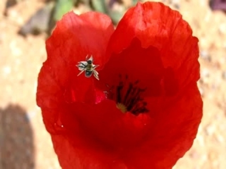 The Bee