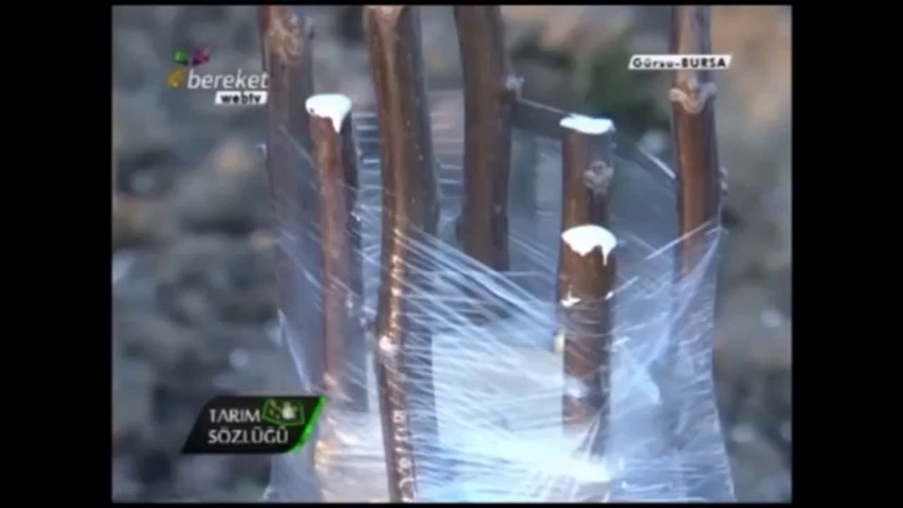 Ceviz Aşılaması (Kabuk Aşısı) 9.Bölüm