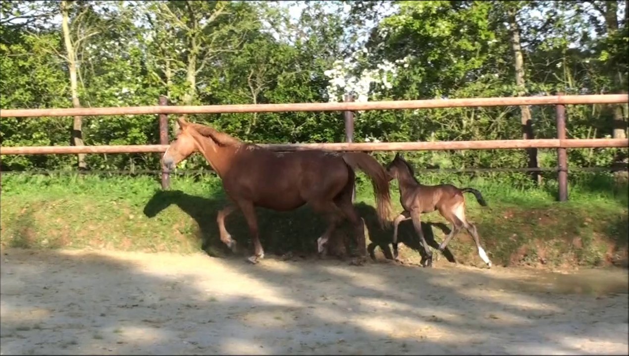 pouliche Canturo x Quilane de la Lande