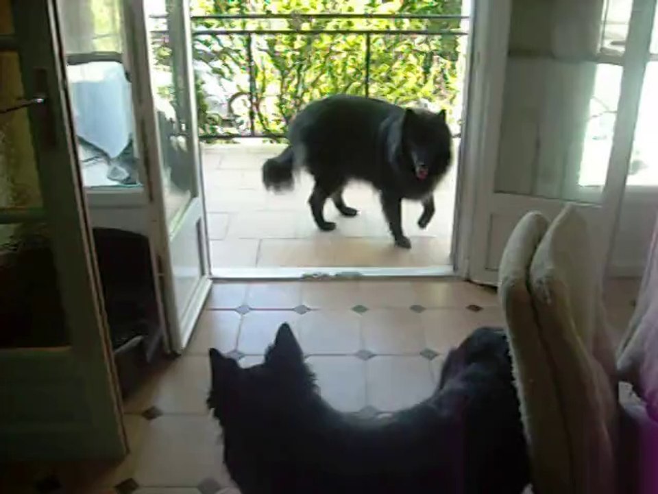 5 mai 2014 : un chien peut en cacher un autre
