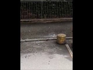 topino nero, esce dalla fogna per procurarsi cibo