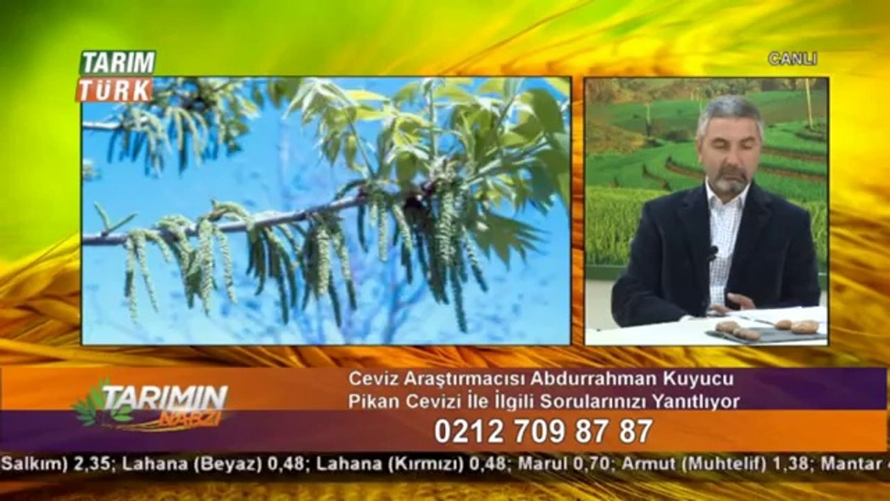 Pikan cevizi-  (6)