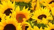 Dunya News - Sunflower crop plays an important role in Increasing domestic production of edible oil