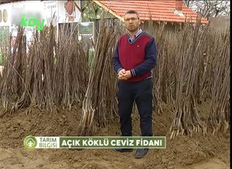 Açık Köklü Ceviz Fidanı