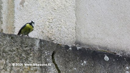 Mésanges bleues Pt1(1-05-2014)