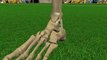 Football injuries: ankle sprains