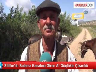 Silifke'de Sulama Kanalında At Kurtarma Operasyonu