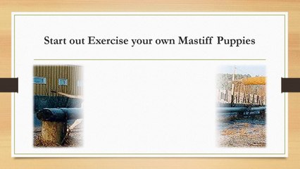 English Mastiff Puppies for sale in pa and What to Expect