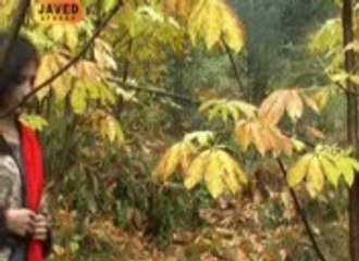 Pashtu Sweet Song listen