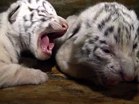 Белая тигрица Тимошенко в Ялте родила тигрят