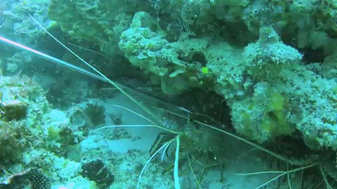 How to Catch Crays like a Pro - 14 in 3 minutes!