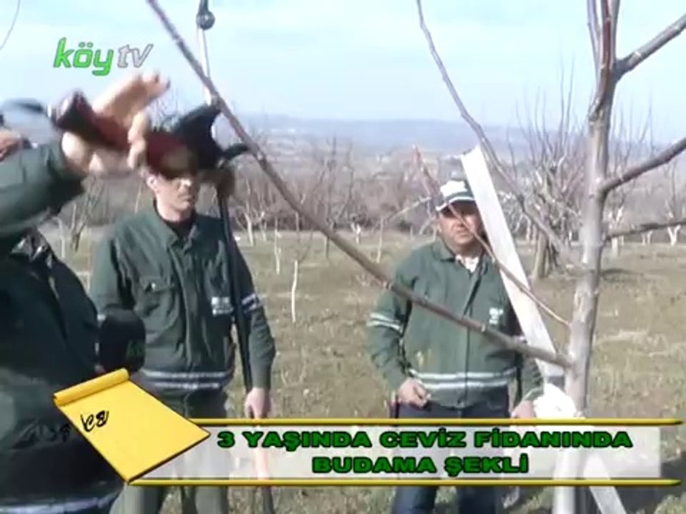 Yeni - cevizlerde Budama -1