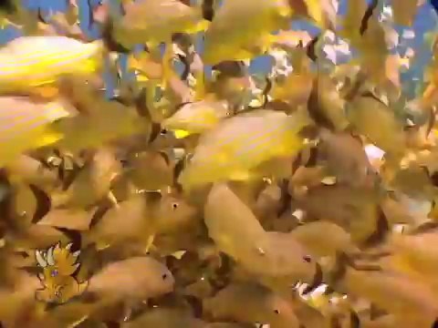 Arabic for kids - Arabic language learning for children - greetings & animals DVD & flash cards