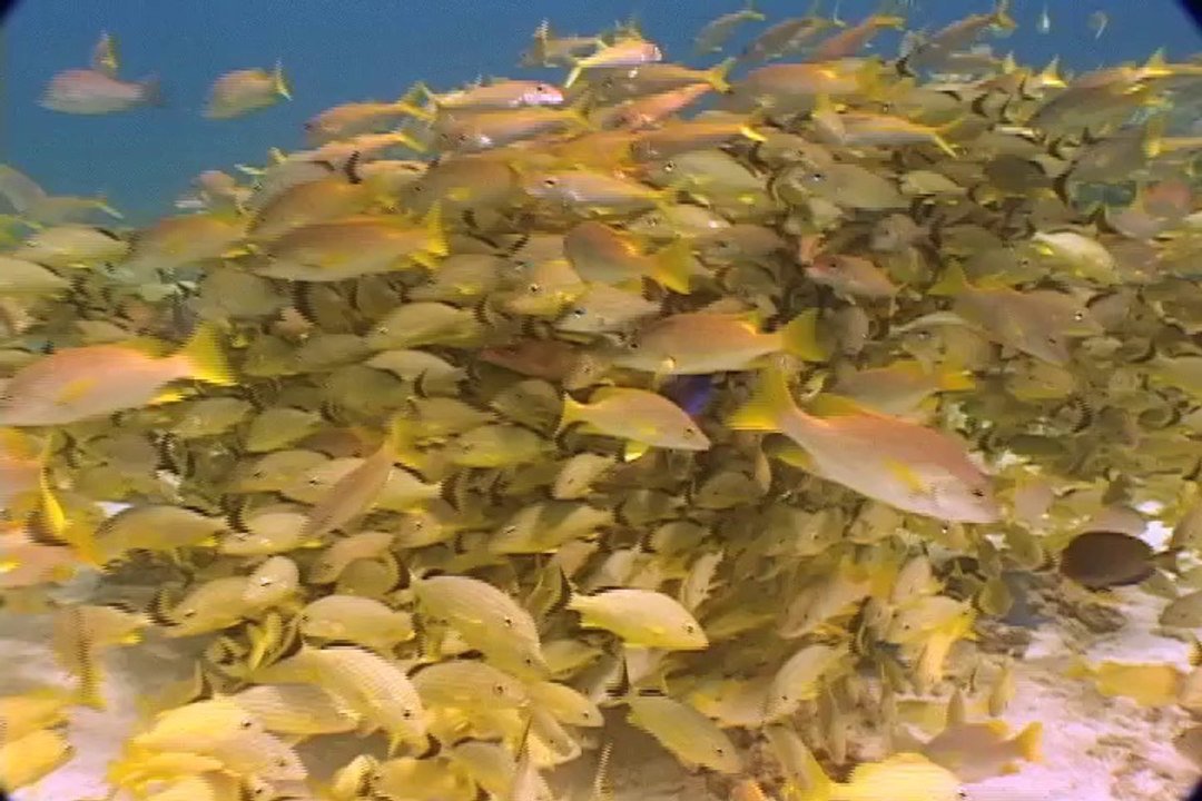 Bulgarian for kids - Bulgarian language learning for children - greetings & animals DVD & flash cards