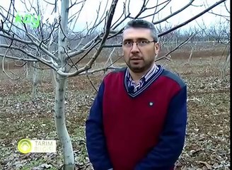 Yaşlı Ceviz Ağacında Aşılama