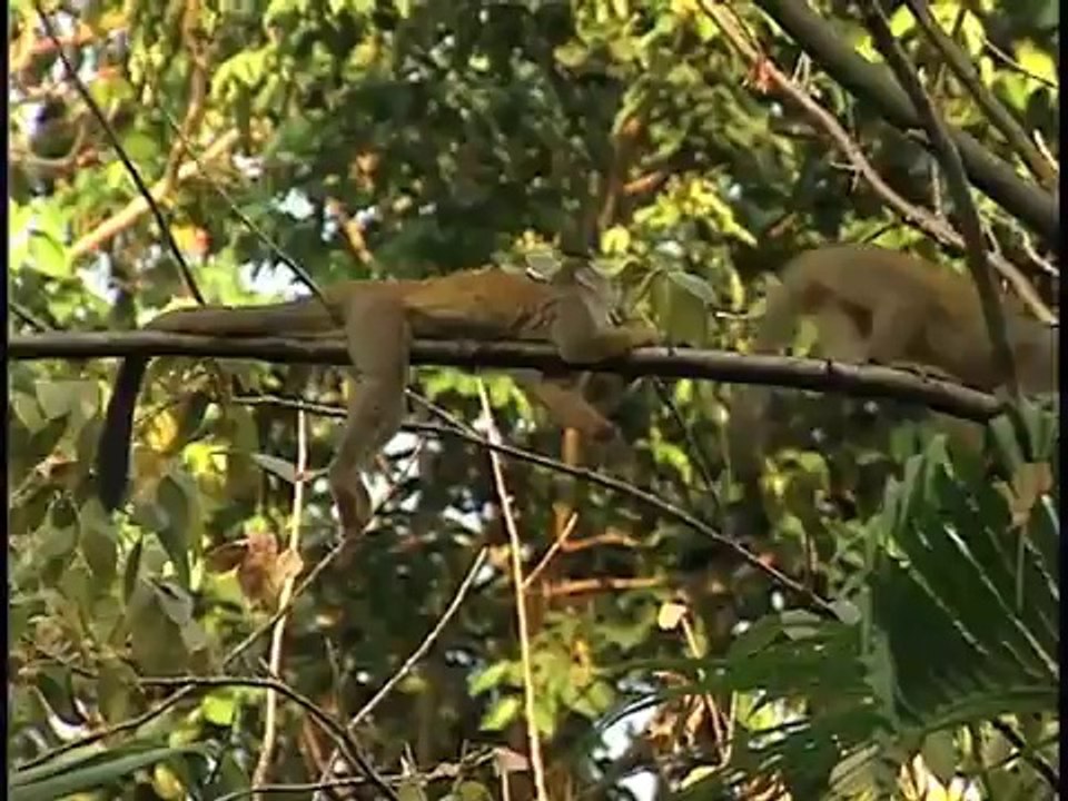 Korean for kids - Korean language learning for children - greetings & animals DVD & flash cards