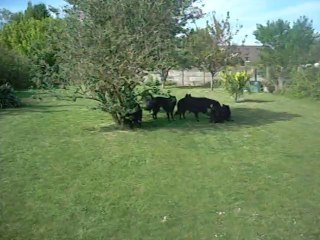 5 mai 2014 : auprès de mon arbre, je vivais heureux ... la la la ....