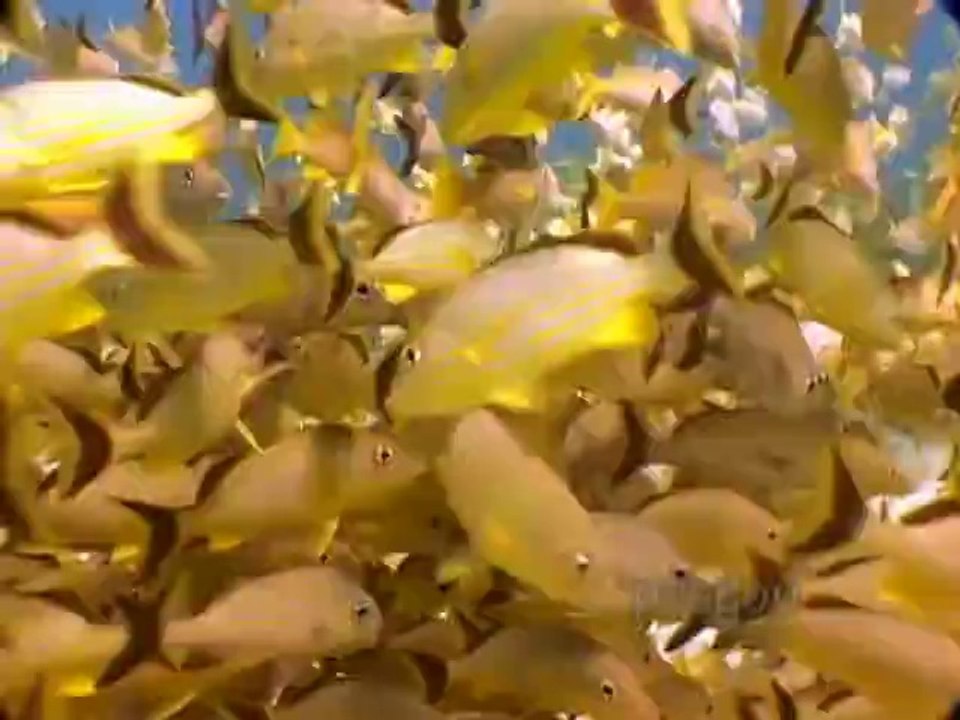 Welsh for kids - Welsh language learning for children - greetings & animals DVD & flash cards