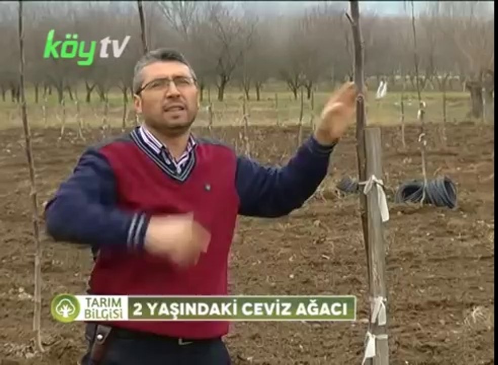 2 Yaşında ki Ceviz Ağacı