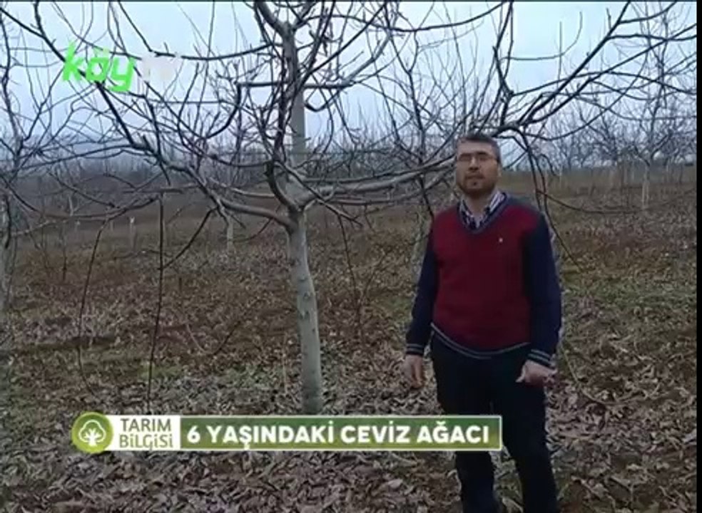 6 Yaşında ki Ceviz Ağacı