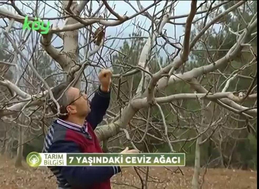 7 Yaşında ki Ceviz Ağacı