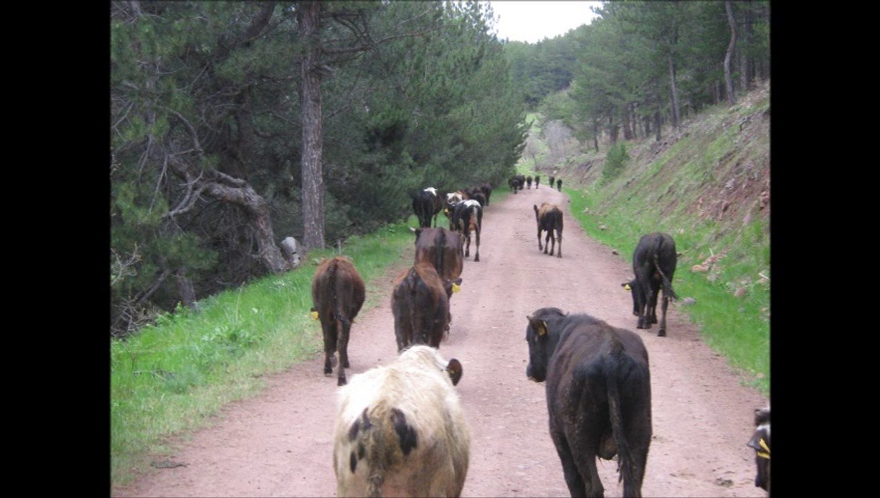 Çamlıdere Tatlak Köyü Yayla Göçü