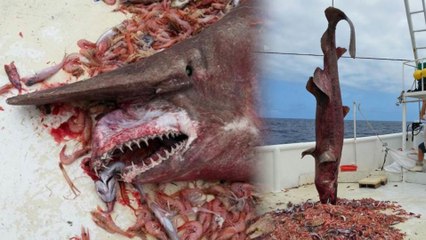 Rare Goblin Shark Caught Off Florida Coast