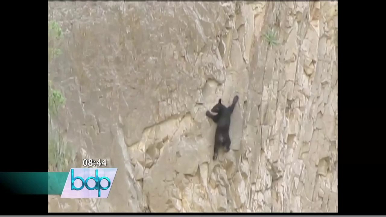 VIDEO: Osa y su cría sorprenden escalando empinado acantilado