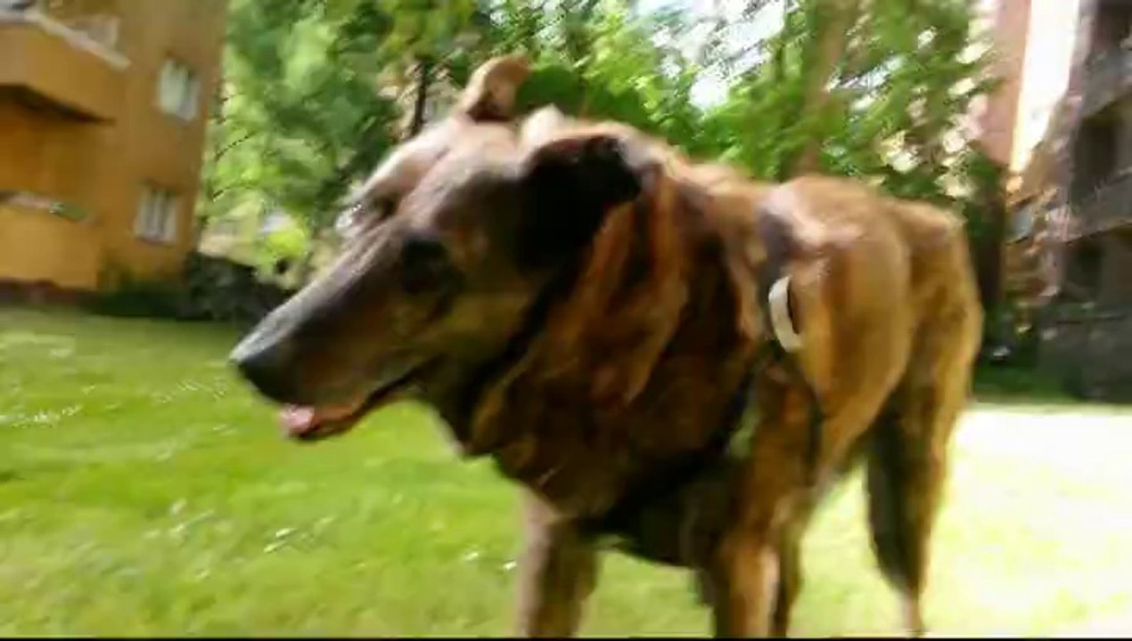 005 fünfter Tag mit Vestibular ---- 03-05-2014 ---