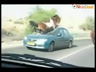 Car Accident with Horse