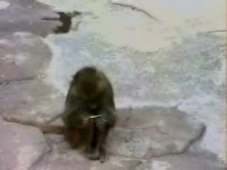 Le-face-a-face-du-singe