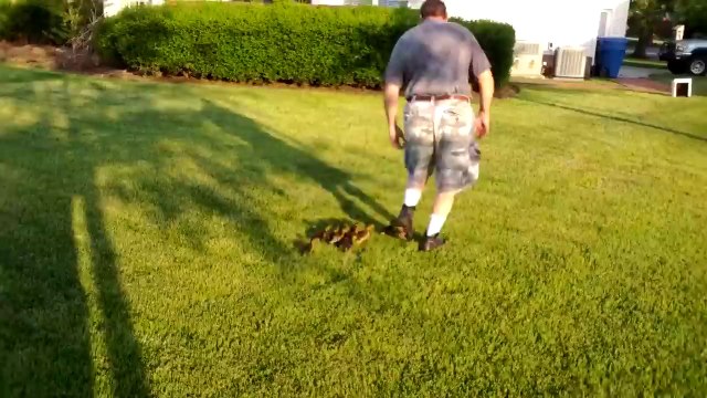 13 petits canards suivent leur papa humain! Trop adorable...