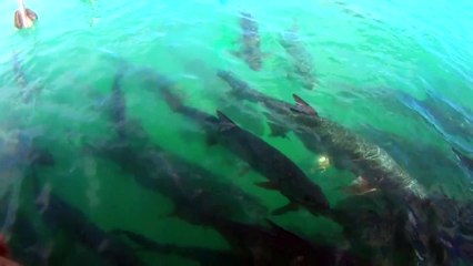 Pelican Interrupts Tarpon Feeding